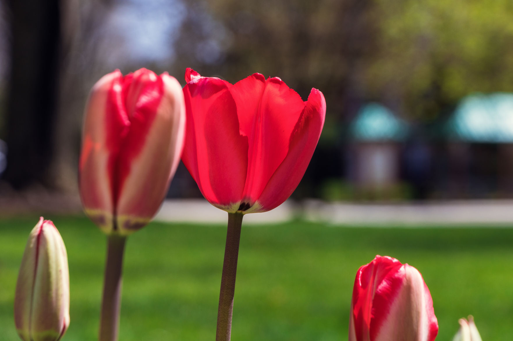 First to bloom — May 3